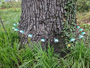 silver spring summer tree care