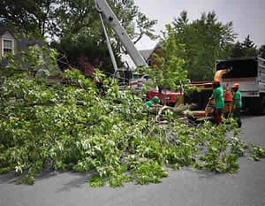 Bethesda Emergency Tree Removal