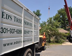 Rockville emergency tree removal