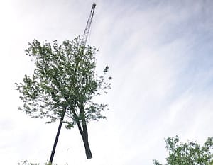 Bethesda Tree Removal Service