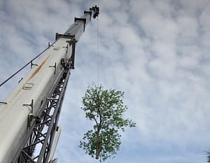Ed's Tree Service uses crane to remove a tree