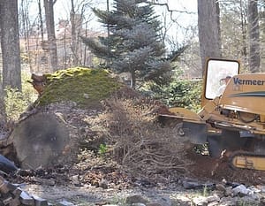 Potomac stump removal