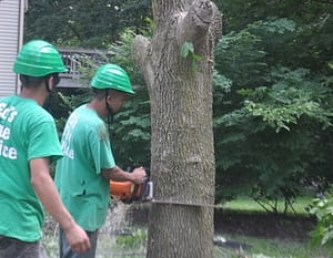 rockville tree removal company