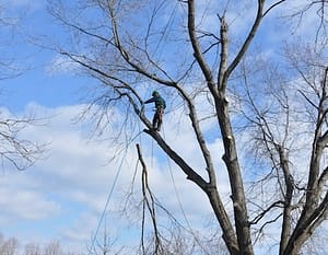 silver spring tree removal