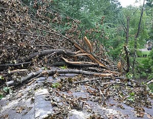 Potomac Emergency Tree Removal