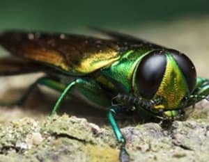 Proper Infected Ash Tree Removal and Disposal