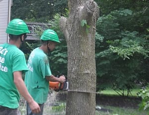 Tree Removal in Bethesda, MD