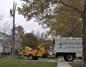 Adelphi Tree Removal Company