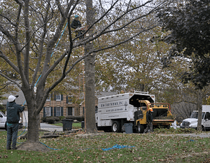 Gaithersburg, MD Tree Removal Company