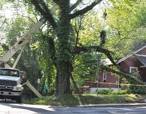 Emergency Tree Removal in Bethesda, MD