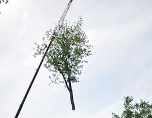 Beltsville Tree Removal