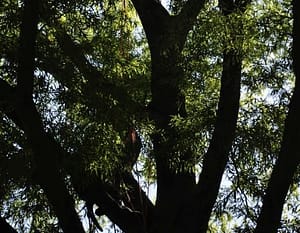 Gaithersburg Tree Trimming