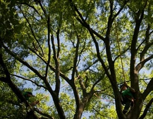Trimming beautiful trees in Rockville Maryland