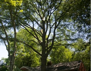 Rockville Tree Care