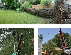 Emergency Tree Removal, Chevy Chase, Ed's Tree Service