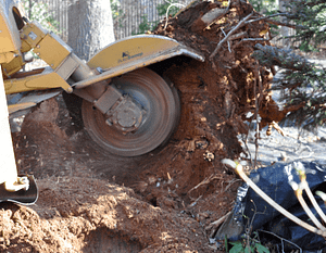 stump removal, bethesda