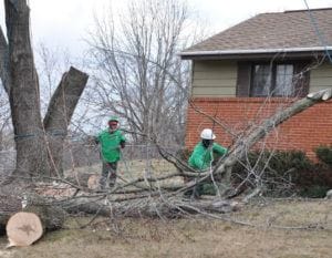 Experts Removing Tree In Rockville