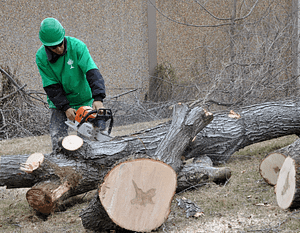 Rockville Tree Cutting Services
