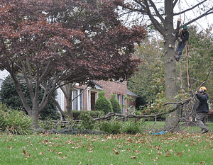 Tree removal in Silver Spring MD front lawn