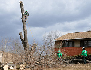 Tree Removal in front of a house