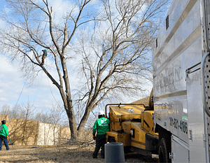 Emergency Tree Removal in Montgomery County