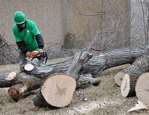 Man cutting up a large tree in Hyattsville, Maryland