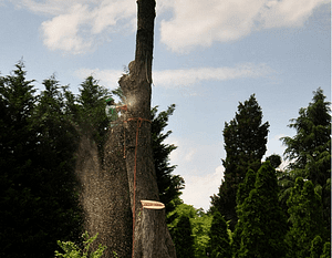 A man cutting down a tree Hyattsville Maryland