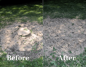 Stump Removal Before and After College Park, MD