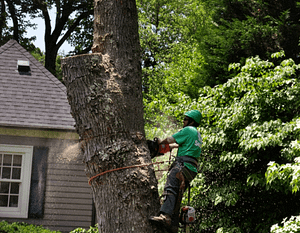 Eds Tree Service saving a tree in Gaithersburg MD