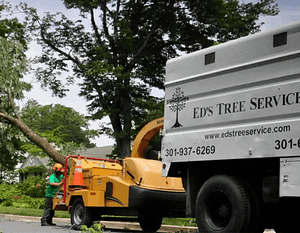 Ed's Tree Service removing a tree