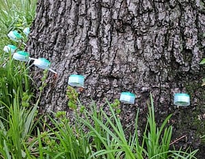 Fall Tree Fertilization
