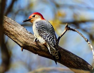 Emergency ash tree removal services