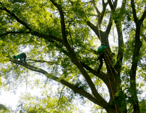 Tree Pruning