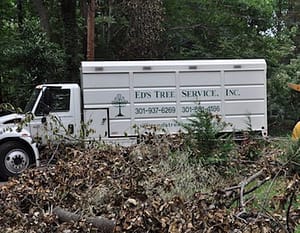 Emergency tree removal Potomac. MD