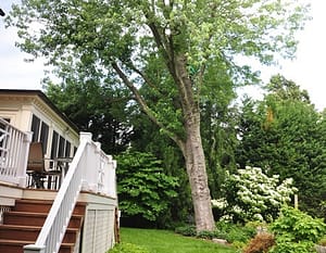 Rockville Tree Removal