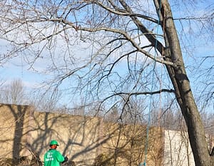 Licensed and Insured Tree Trimming Company