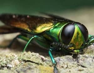Proper Infected Ash Tree Removal and Disposal