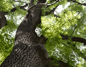 Ash Tree Removal in Adelphi, Maryland