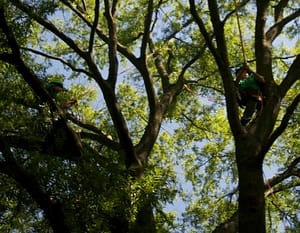 Bethesda Tree Trimming
