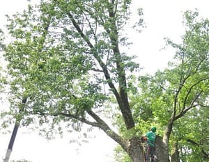 Maryland Tree Trimming