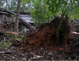 Professional Tree Removal