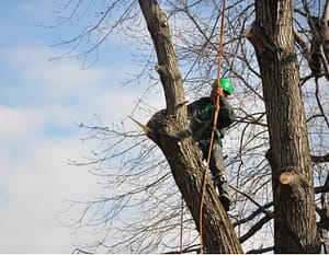 Tree Removal Bethesda