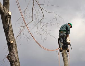 Maryland Tree Removal, Ed's Tree Service removing a tree up high