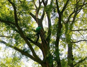 Professional Tree Trimming MD, Workers Trimming High Trees