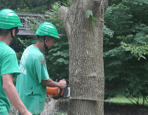 Rockville Tree Service Company