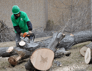 Experts In Stump Removal, Bethesda