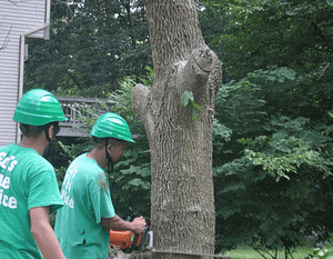 Eds Tree Service removing a large tree in Silver Spring.