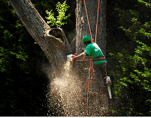 Man preforming emergency tree removal Montgomery County