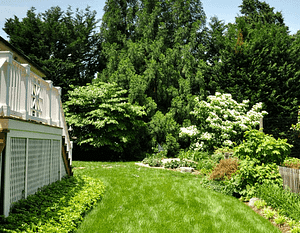 Beautiful backyard after tree maintenance