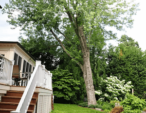 Montgomery Country tree planting